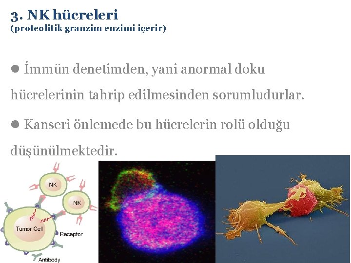 3. NK hücreleri (proteolitik granzim enzimi içerir) l İmmün denetimden, yani anormal doku hücrelerinin