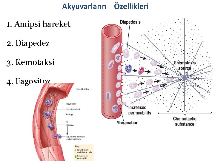 Akyuvarların Özellikleri 1. Amipsi hareket 2. Diapedez 3. Kemotaksi 4. Fagositoz 