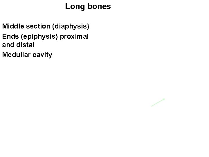 Long bones Middle section (diaphysis) Ends (epiphysis) proximal and distal Medullar cavity 