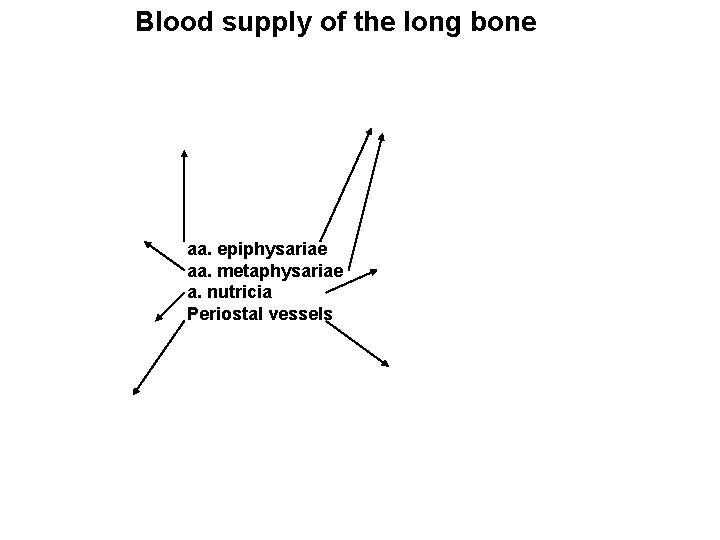 Blood supply of the long bone aa. epiphysariae aa. metaphysariae a. nutricia Periostal vessels