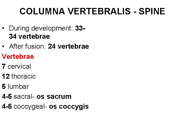 COLUMNA VERTEBRALIS - SPINE • During development: 3334 vertebrae • After fusion: 24 vertebrae