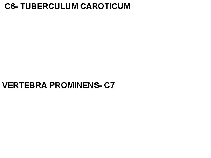 C 6 - TUBERCULUM CAROTICUM VERTEBRA PROMINENS- C 7 