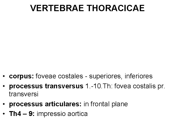 VERTEBRAE THORACICAE • corpus: foveae costales - superiores, inferiores • processus transversus 1. -10.