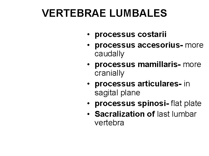 VERTEBRAE LUMBALES • processus costarii • processus accesorius- more caudally • processus mamillaris- more