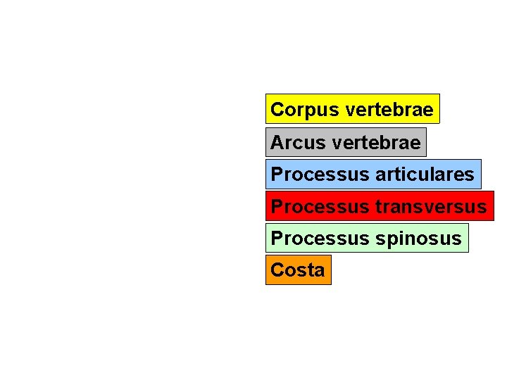 Corpus vertebrae Arcus vertebrae Processus articulares Processus transversus Processus spinosus Costa 