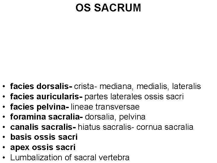 OS SACRUM • • facies dorsalis- crista- mediana, medialis, lateralis facies auricularis- partes laterales
