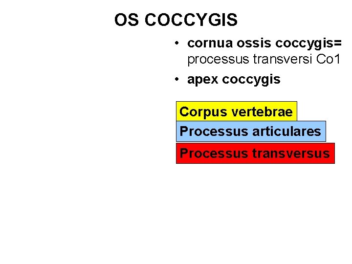 OS COCCYGIS • cornua ossis coccygis= processus transversi Co 1 • apex coccygis Corpus