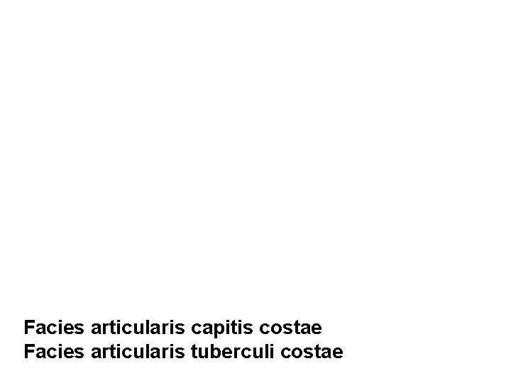 Facies articularis capitis costae Facies articularis tuberculi costae 