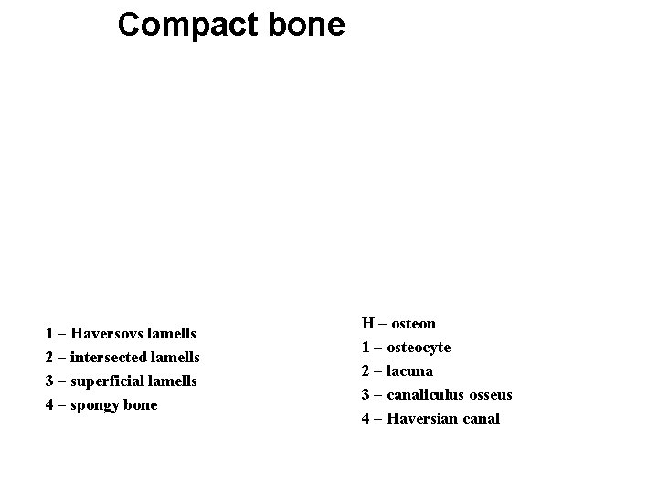 Compact bone 1 – Haversovs lamells 2 – intersected lamells 3 – superficial lamells