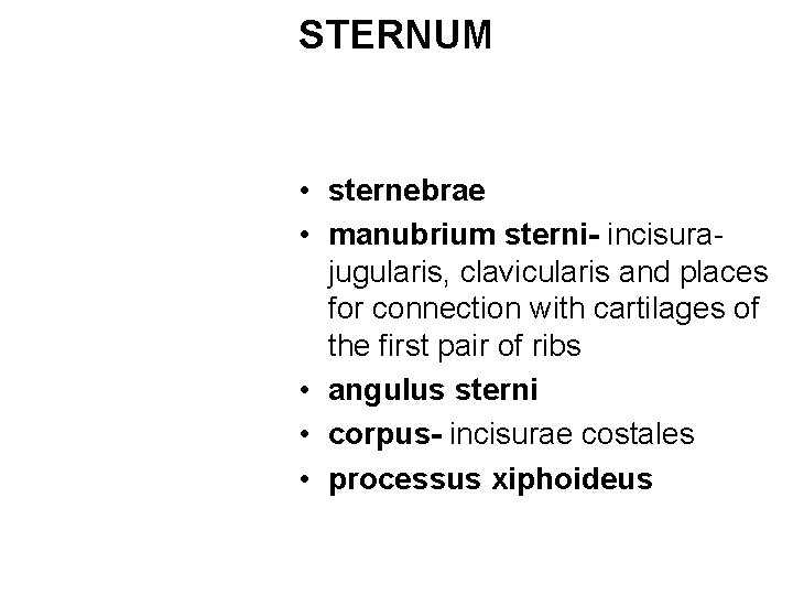 STERNUM • sternebrae • manubrium sterni- incisurajugularis, clavicularis and places for connection with cartilages