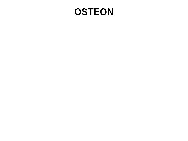 OSTEON 