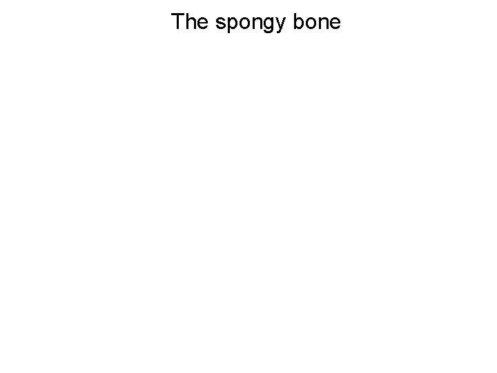The spongy bone 