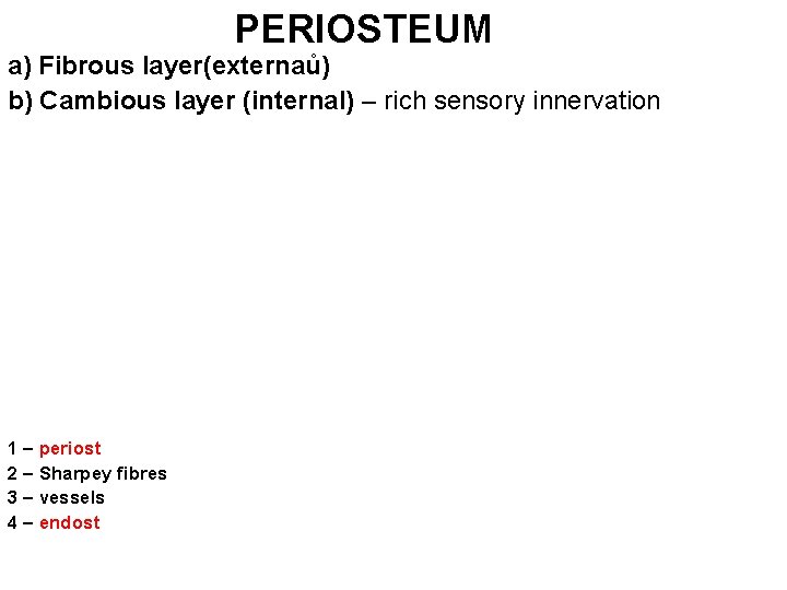 PERIOSTEUM a) Fibrous layer(externaů) b) Cambious layer (internal) – rich sensory innervation 1 –