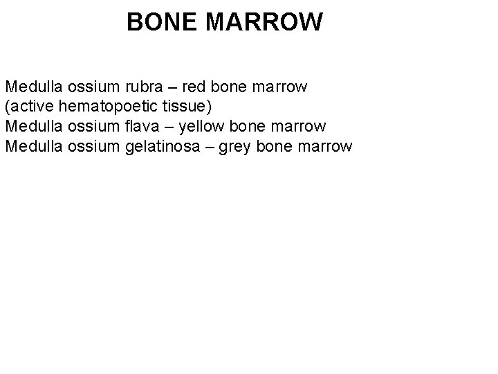 BONE MARROW Medulla ossium rubra – red bone marrow (active hematopoetic tissue) Medulla ossium
