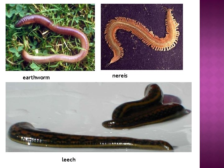 nereis earthworm leech 