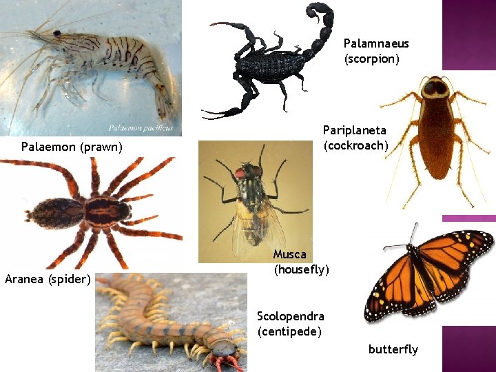 Palamnaeus (scorpion) Palaemon (prawn) Aranea (spider) Pariplaneta (cockroach) Musca (housefly) Scolopendra (centipede) butterfly 