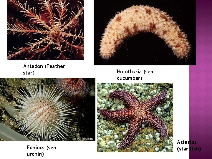 Antedon (Feather star) Echinus (sea urchin) Holothuria (sea cucumber) Asterias (star fish) 