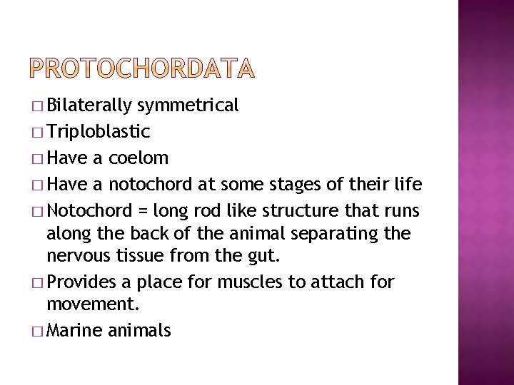 � Bilaterally symmetrical � Triploblastic � Have a coelom � Have a notochord at