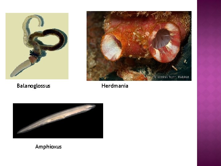 Balanoglossus Amphioxus Herdmania 