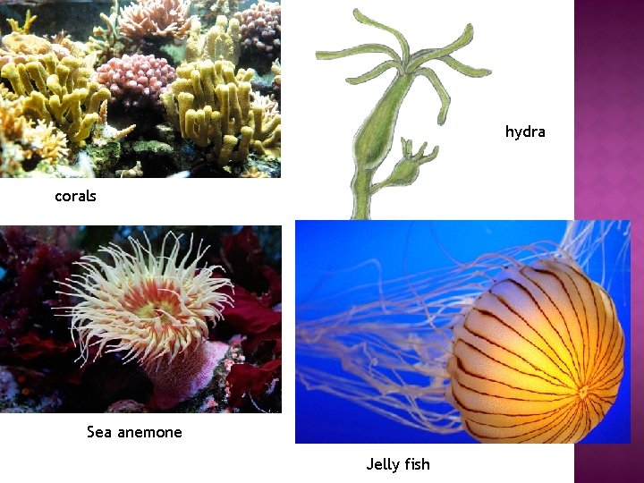 hydra corals Sea anemone Jelly fish 