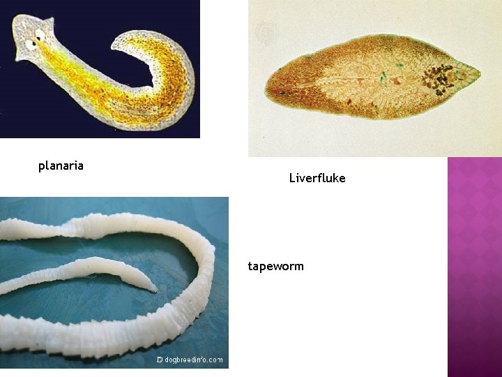 planaria Liverfluke tapeworm 