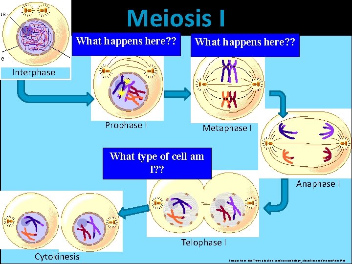 Meiosis I What happens here? ? Interphase Prophase I Metaphase I What type of