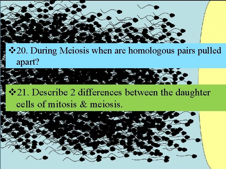 v 20. During Meiosis when are homologous pairs pulled apart? v 21. Describe 2