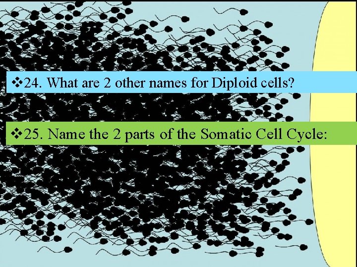 v 24. What are 2 other names for Diploid cells? v 25. Name the