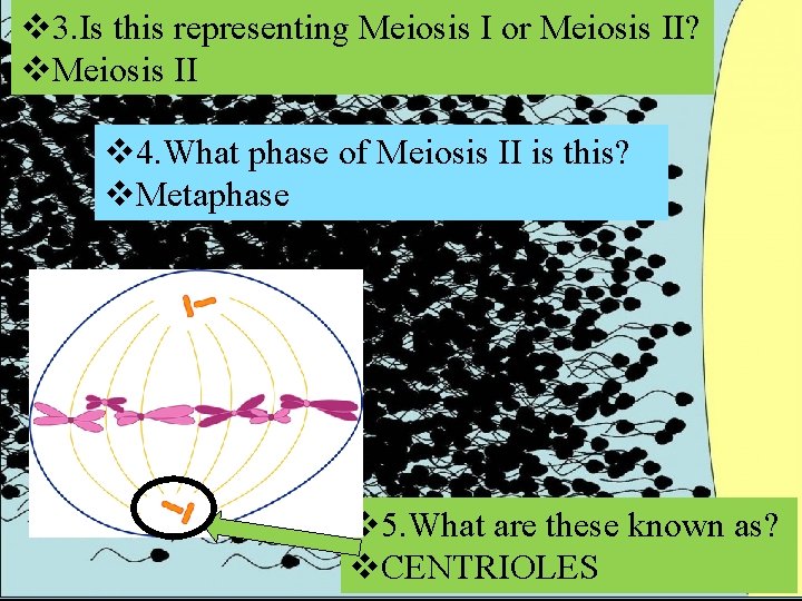 v 3. Is this representing Meiosis I or Meiosis II? v. Meiosis II v
