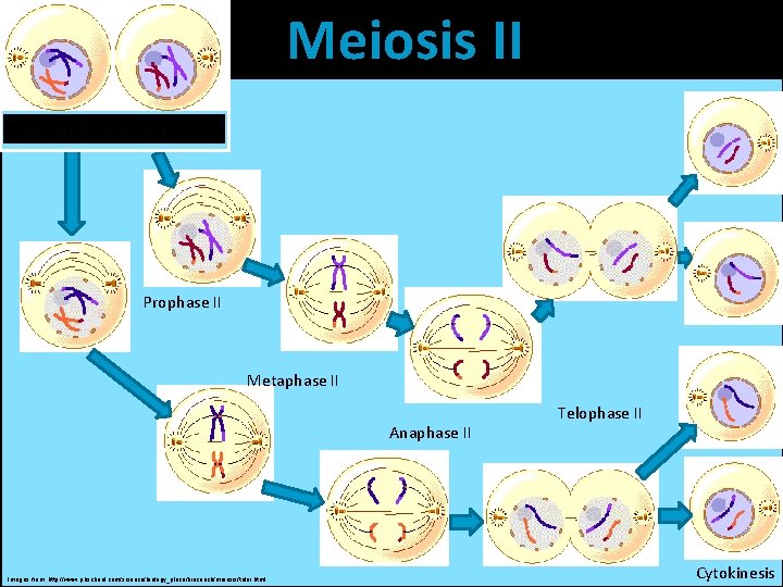 Meiosis II Coming from Meiosis I Prophase II Metaphase II Anaphase II Images from: