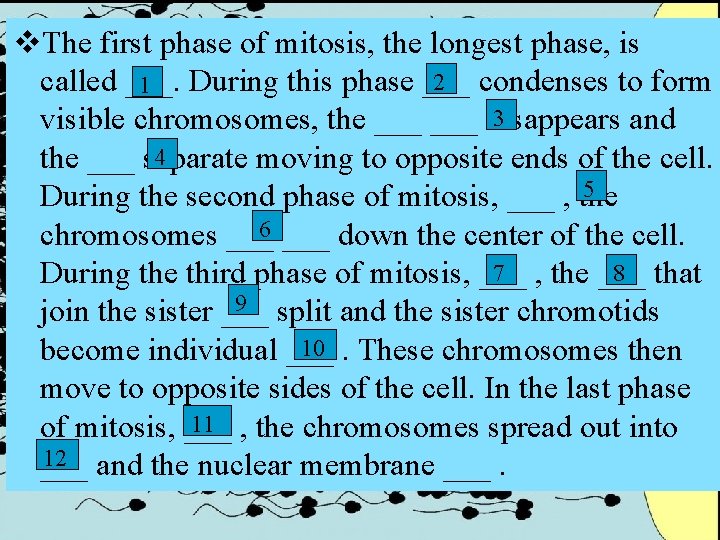 v. The first phase of mitosis, the longest phase, is 2 condenses to form
