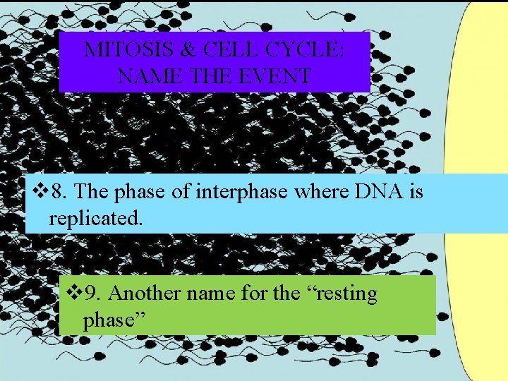 MITOSIS & CELL CYCLE: NAME THE EVENT v 8. The phase of interphase where