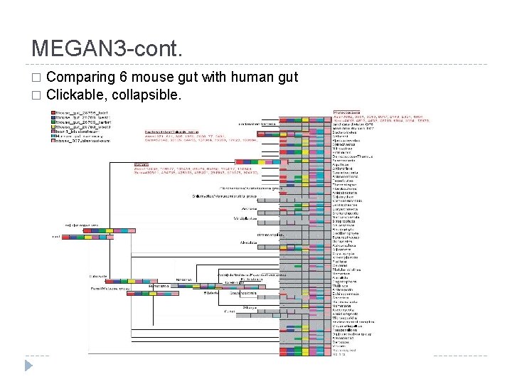 MEGAN 3 -cont. Comparing 6 mouse gut with human gut � Clickable, collapsible. �