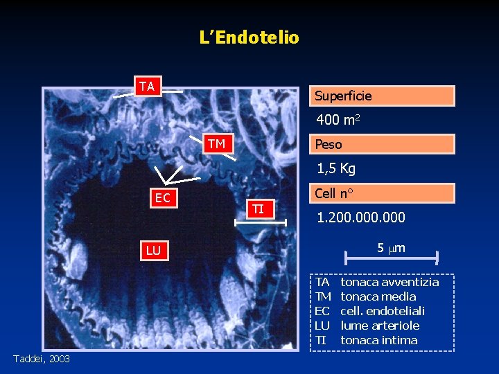 L’Endotelio TA Superficie 400 m 2 TM Peso 1, 5 Kg EC Cell n°