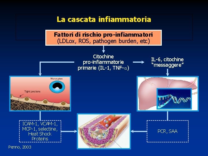 La cascata infiammatoria Fattori di rischio pro-infiammatori (LDLox, ROS, pathogen burden, etc) Citochine pro-infiammatorie