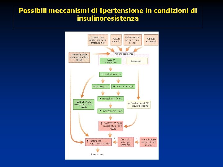 Possibili meccanismi di Ipertensione in condizioni di insulinoresistenza 