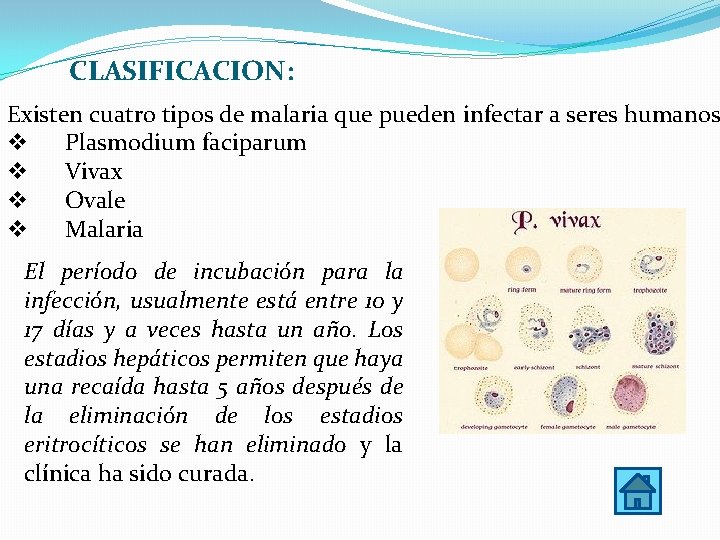 CLASIFICACION: Existen cuatro tipos de malaria que pueden infectar a seres humanos v Plasmodium