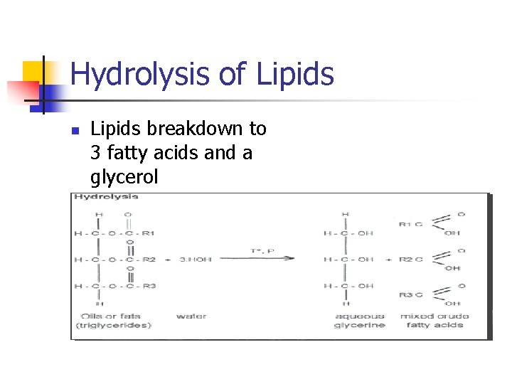 Hydrolysis of Lipids n Lipids breakdown to 3 fatty acids and a glycerol 