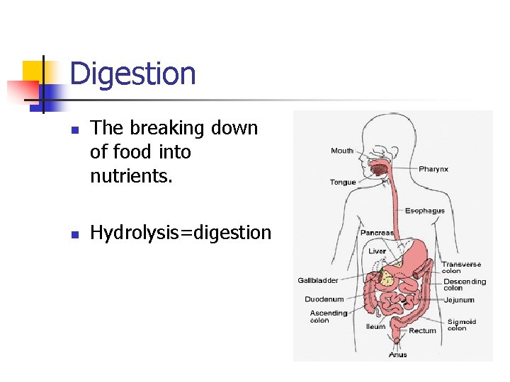 Digestion n n The breaking down of food into nutrients. Hydrolysis=digestion 