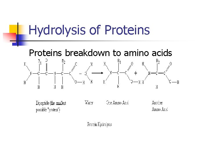 Hydrolysis of Proteins breakdown to amino acids 