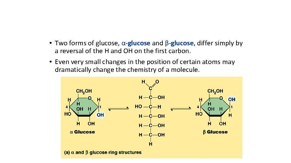  • Two forms of glucose, α-glucose and β-glucose, differ simply by a reversal