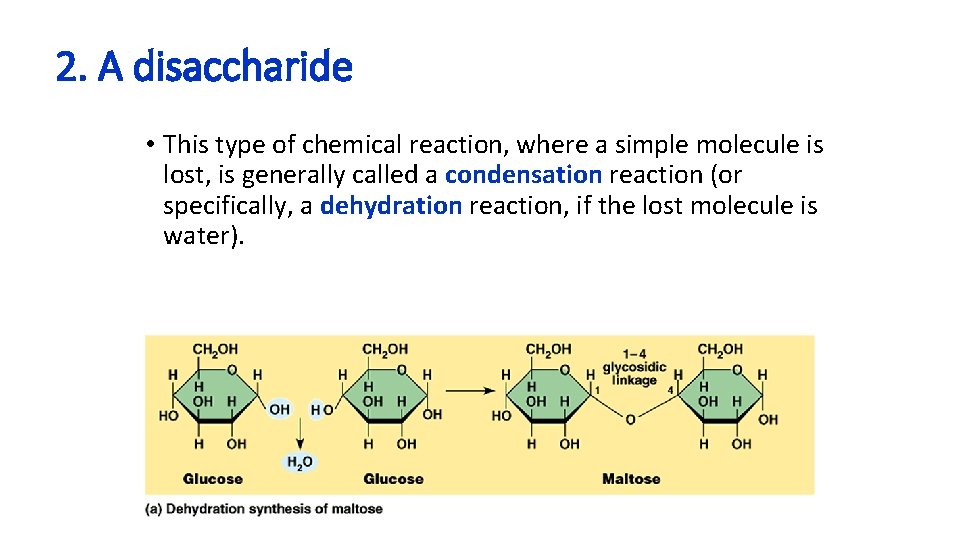 2. A disaccharide • This type of chemical reaction, where a simple molecule is