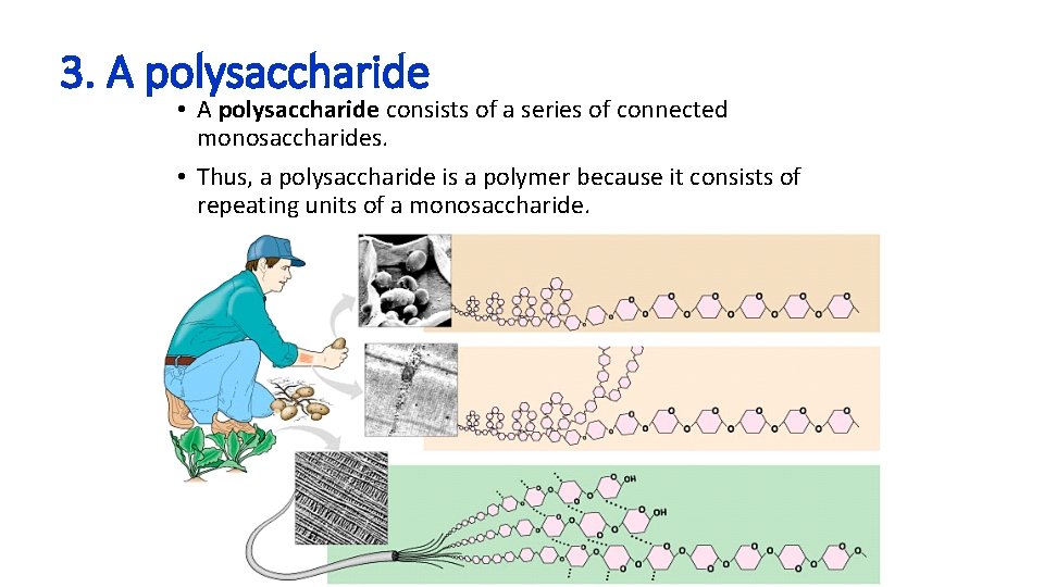 3. A polysaccharide • A polysaccharide consists of a series of connected monosaccharides. •