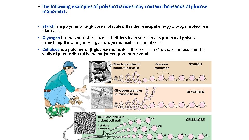  • The following examples of polysaccharides may contain thousands of glucose monomers: •