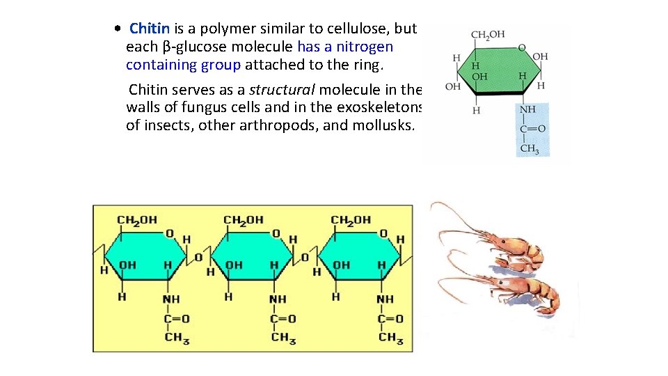  • Chitin is a polymer similar to cellulose, but each β-glucose molecule has