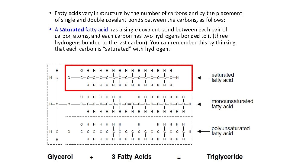 • Fatty acids vary in structure by the number of carbons and by