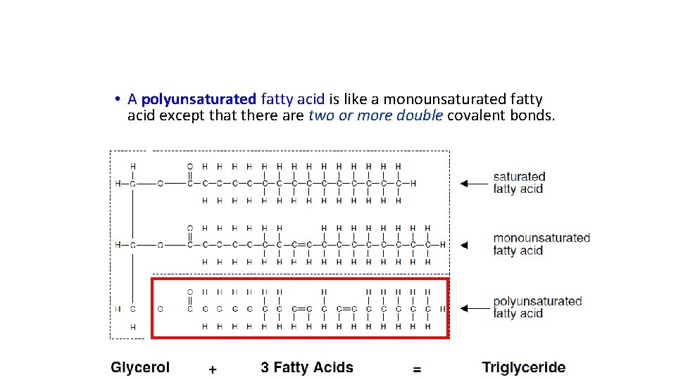 • A polyunsaturated fatty acid is like a monounsaturated fatty acid except that
