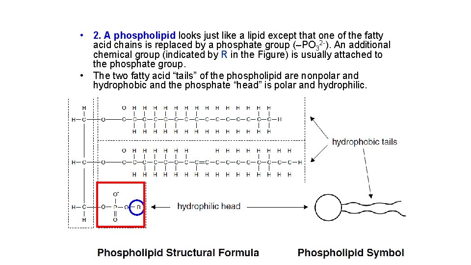  • 2. A phospholipid looks just like a lipid except that one of
