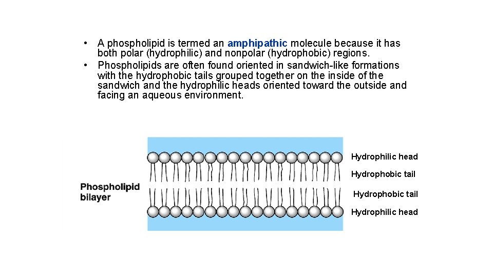  • A phospholipid is termed an amphipathic molecule because it has both polar