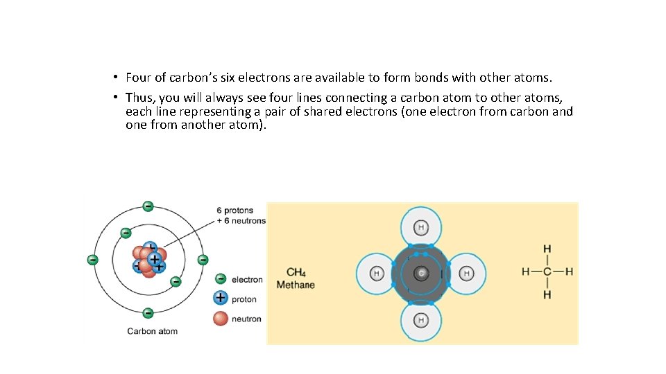  • Four of carbon’s six electrons are available to form bonds with other